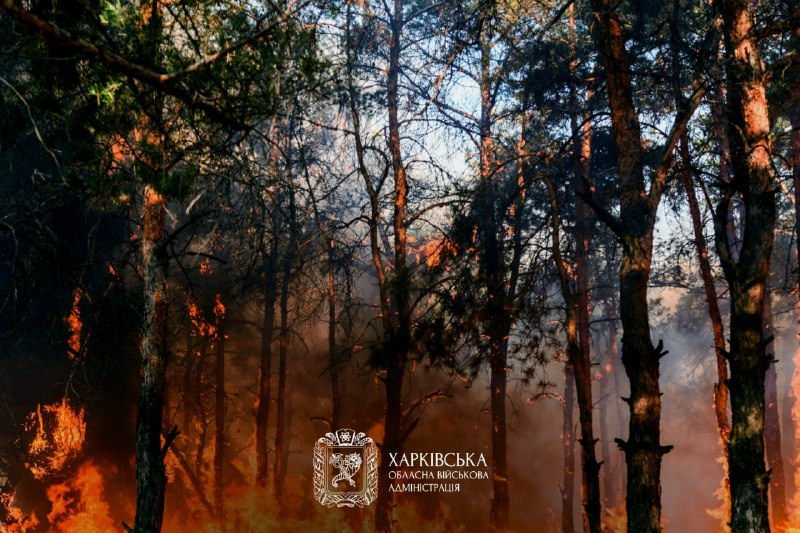 🔥На Харківщині — пожежна небезпека.
11-14 вересня в лісах області зберігатиметься надзвичайна (5 клас) пожежна небезпека. 🔥На Харківщині — пожежна небезпека.
11-14 вересня в лісах області зберігатиметься надзвичайна (5 клас) пожежна небезпека.